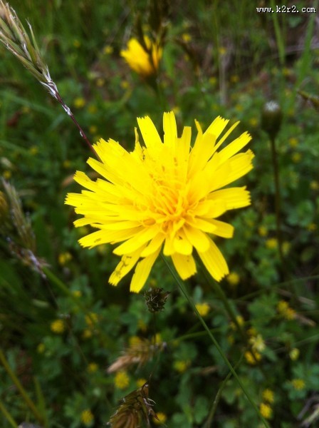 黄色的蒲公英图片