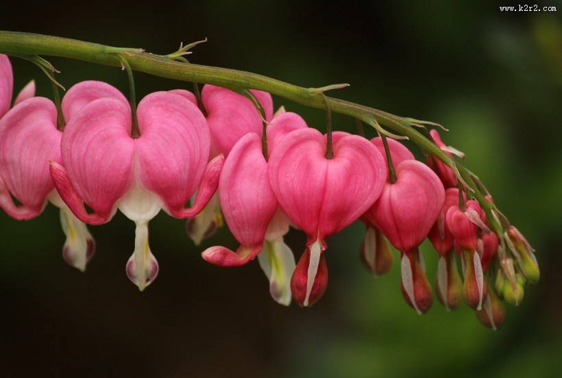 粉红色的荷包牡丹图片