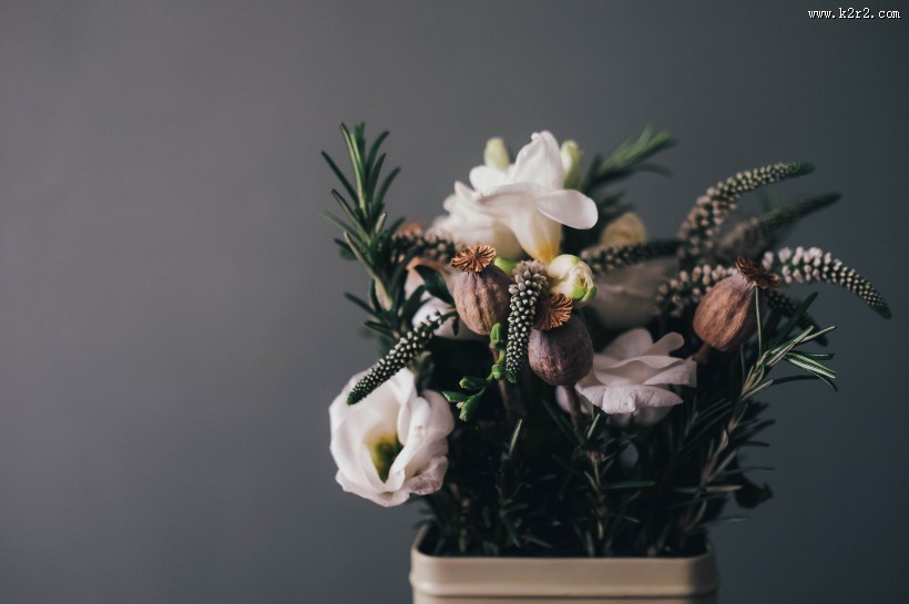 精致的小盆栽图片