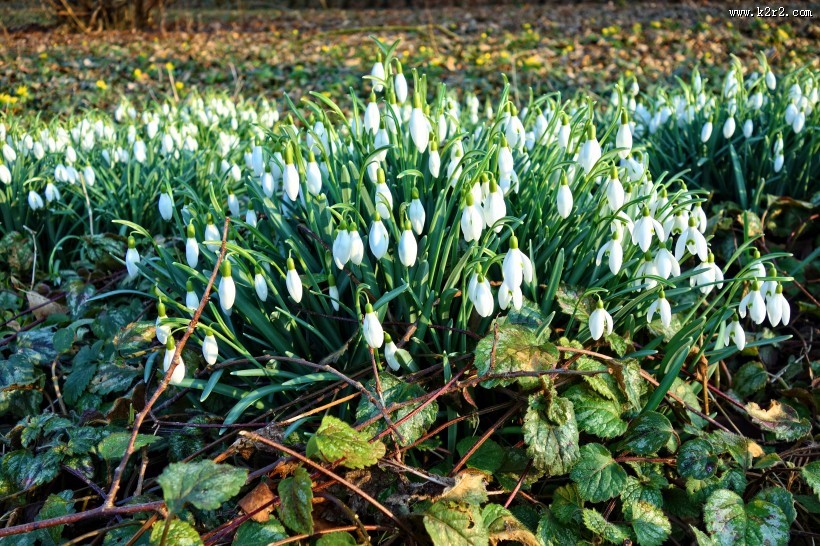 洁白的夏雪片莲图片大全
