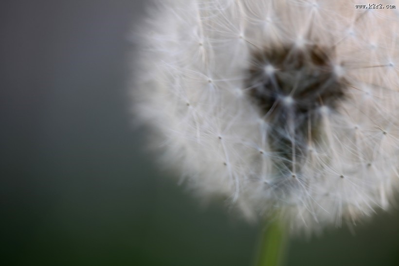 轻盈柔软的蒲公英图片