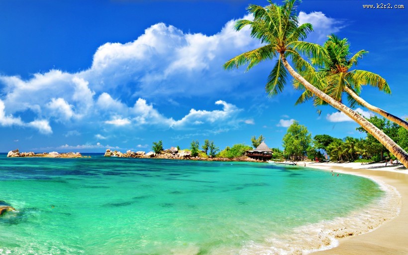 海边的椰子树图片