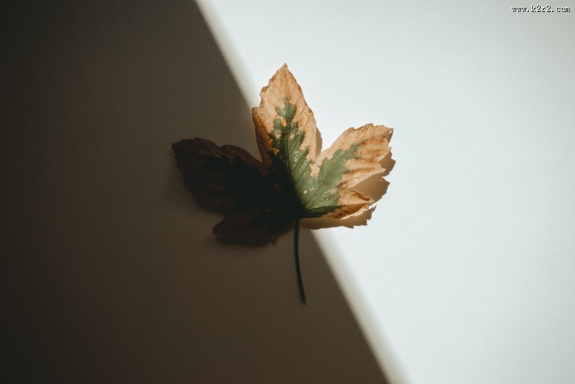 泛黄的树叶图片