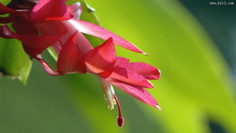 蟹爪兰花卉图片