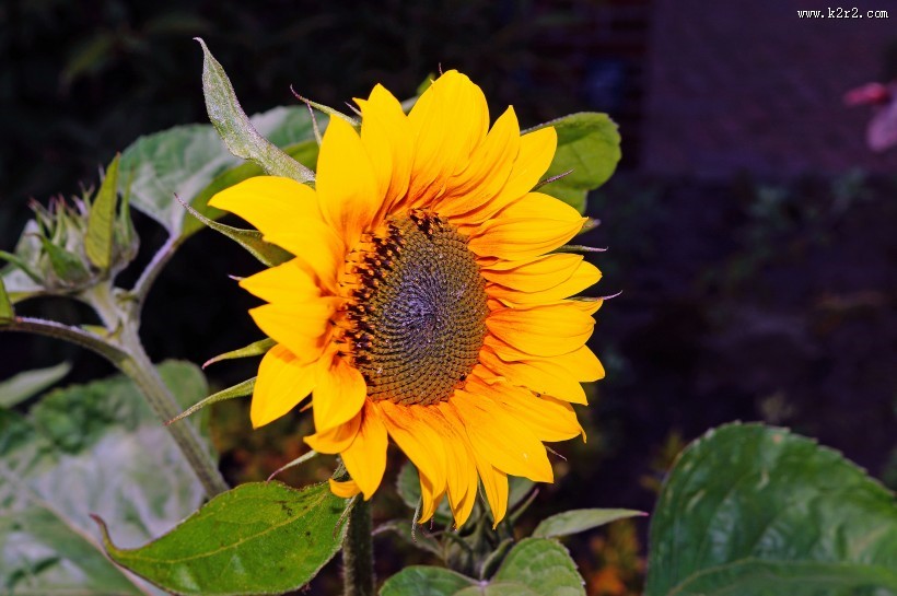 向日葵特写图片大全