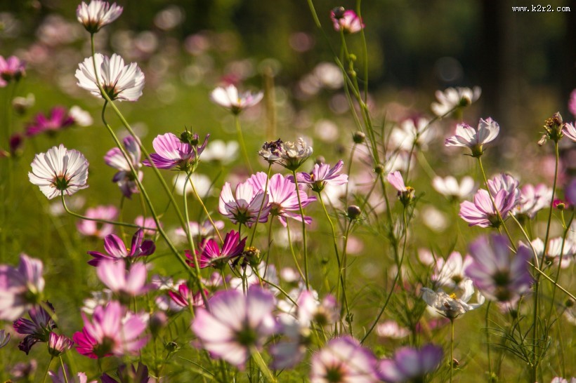 完美的小清新格桑花图片