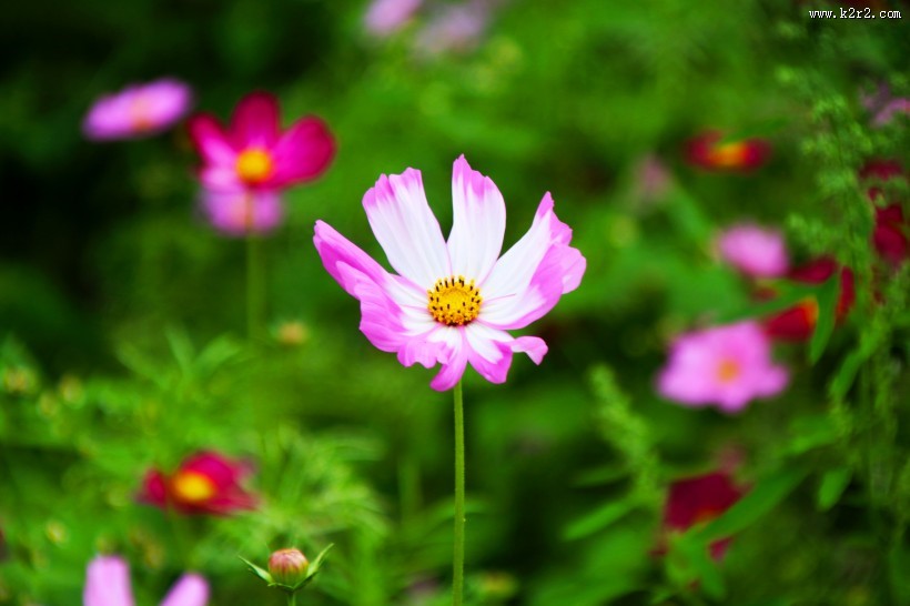 完美的小清新格桑花图片