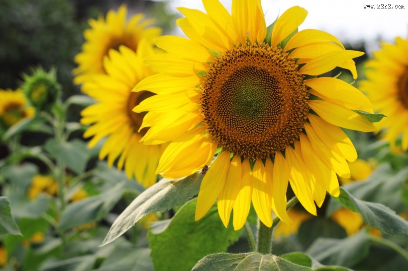 金色的向日葵花海图片