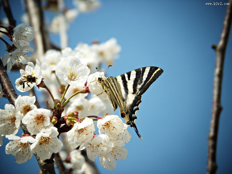 美丽的白色梅花图片