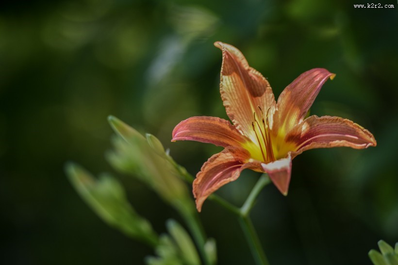 清雅的萱草花图片