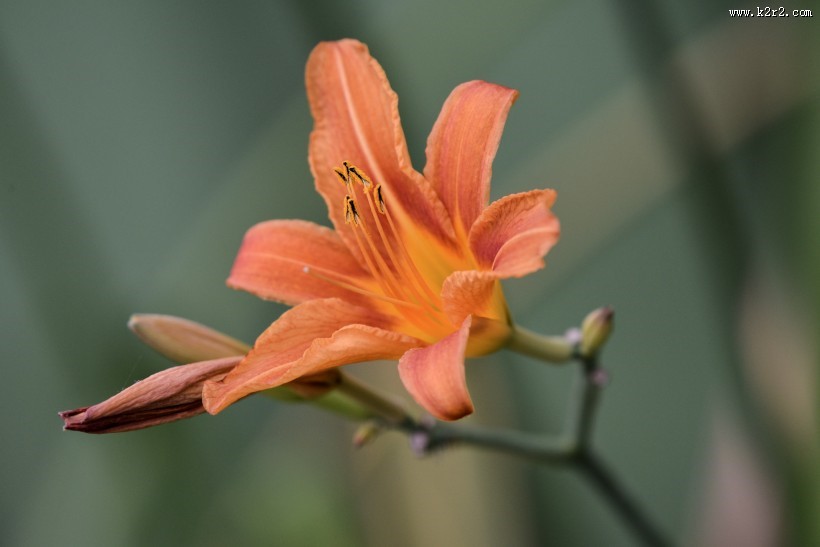清雅的萱草花图片