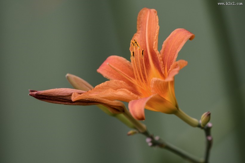 清雅的萱草花图片