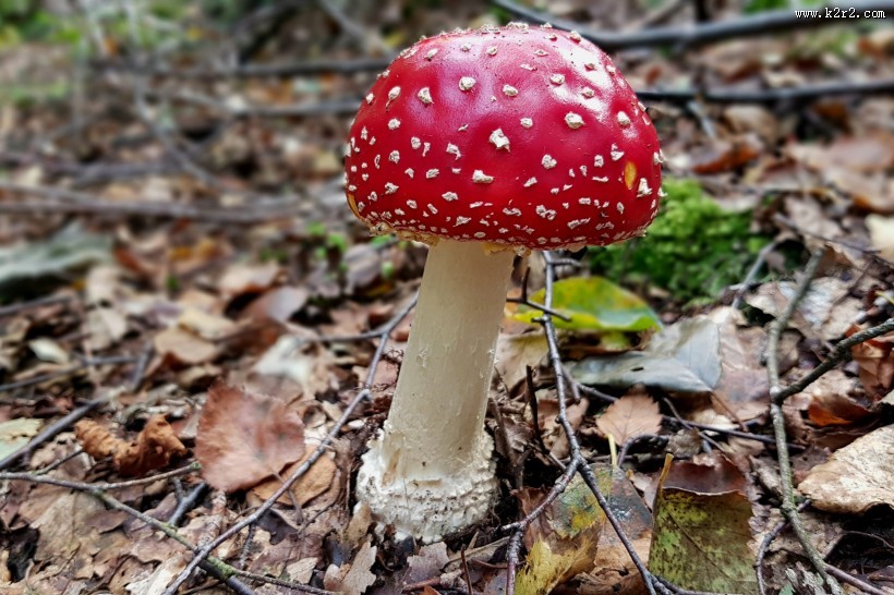 红色毒蝇伞毒蘑菇图片大全