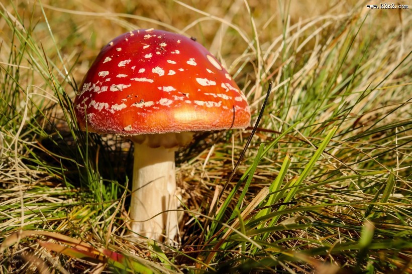 红色毒蝇伞毒蘑菇图片大全