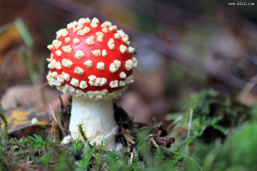 红色毒蝇伞毒蘑菇图片大全