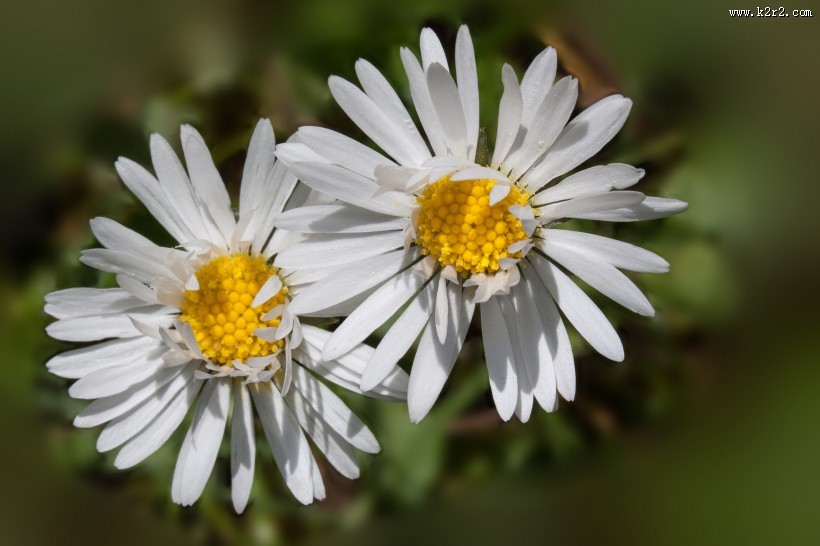 盛开的雏菊图片