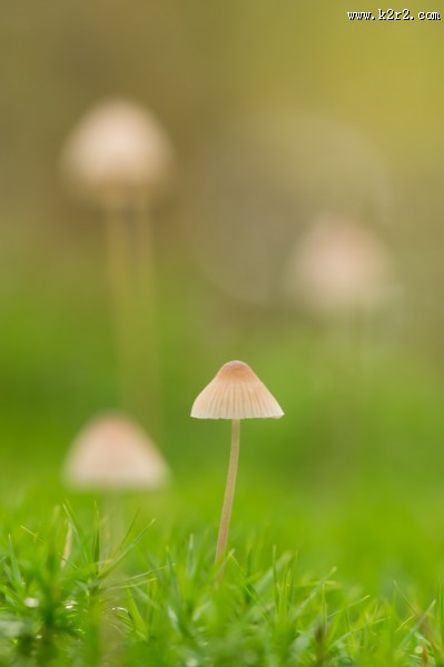 野外的蘑菇图片