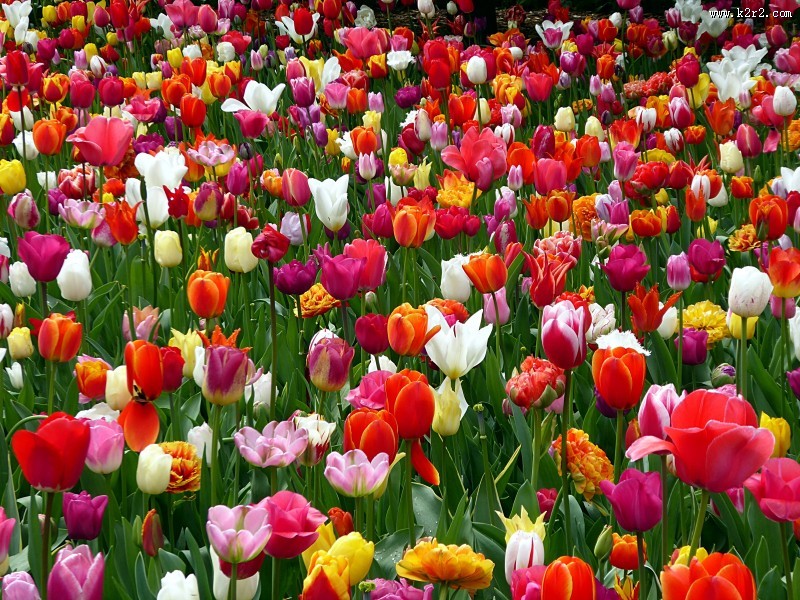 颜色各异的郁金香图片