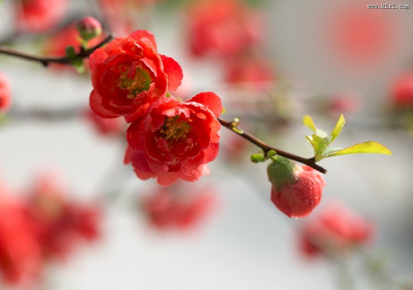 娇艳盛开的贴梗海棠花图片