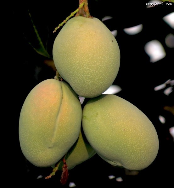 树枝上未成熟的芒果图片