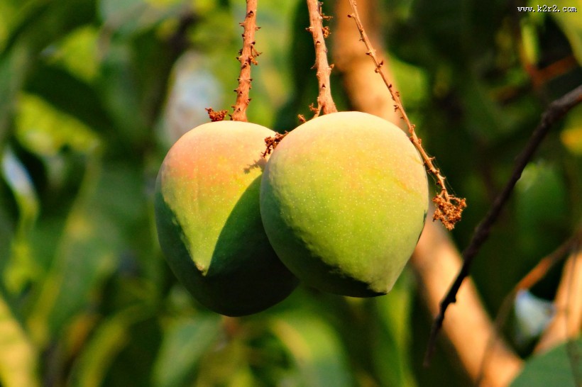 树枝上未成熟的芒果图片