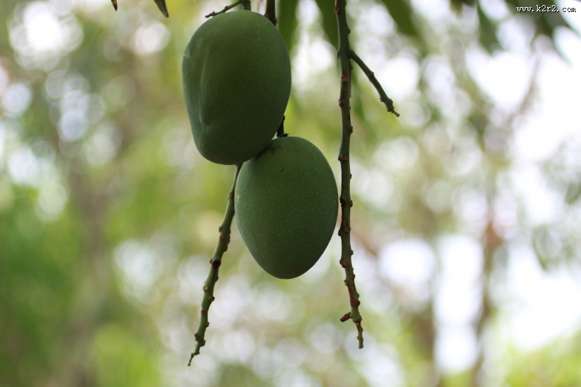 树枝上未成熟的芒果图片