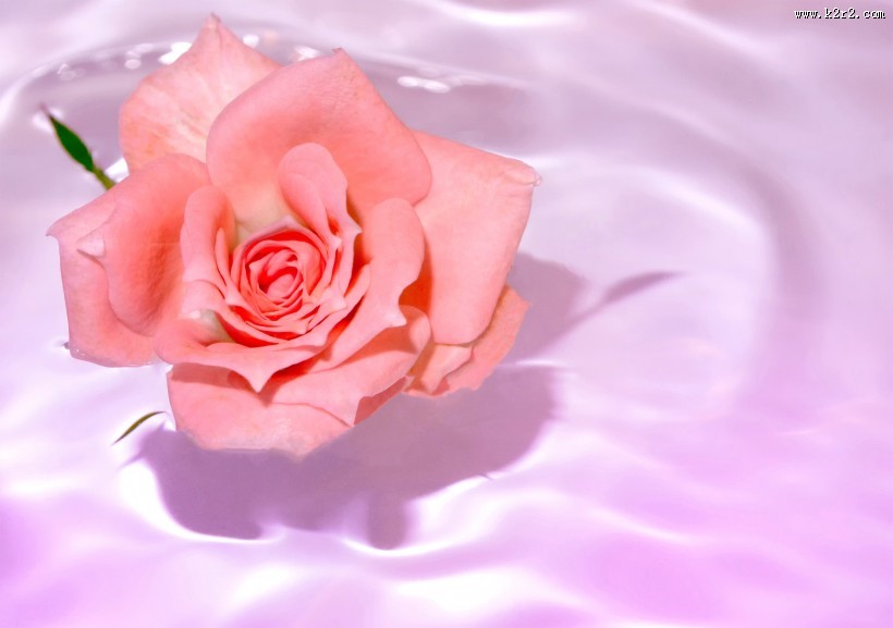 娇艳的粉色玫瑰花图片