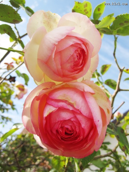 娇艳的粉色玫瑰花图片