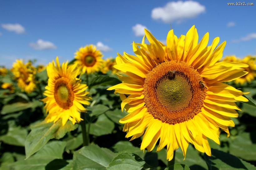 金黄色向日葵的图片