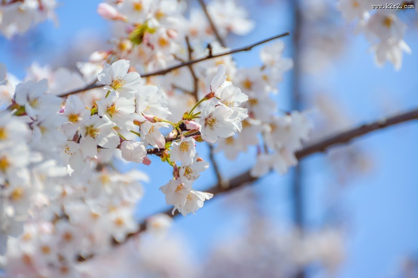 唯美好看灿烂的樱花图片