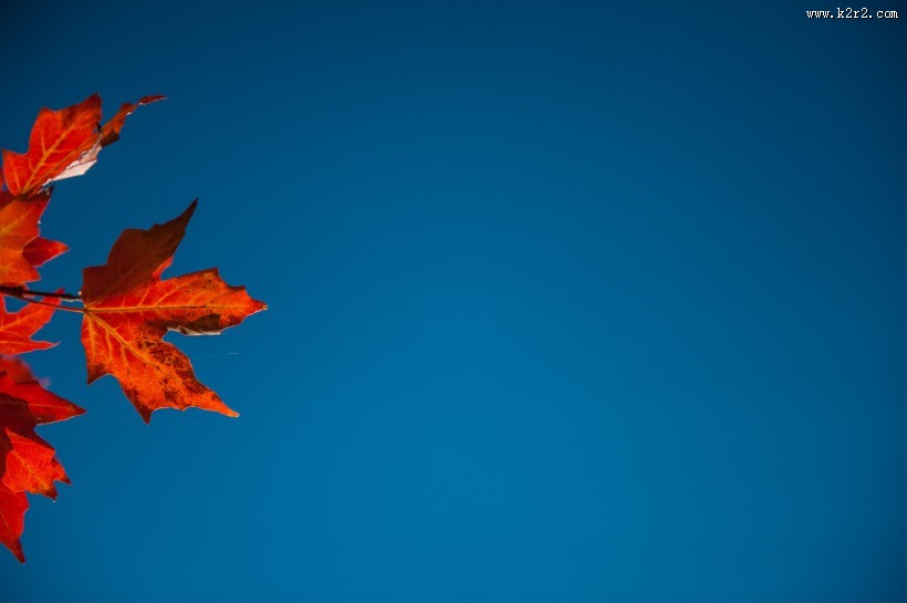 火红枫叶的图片
