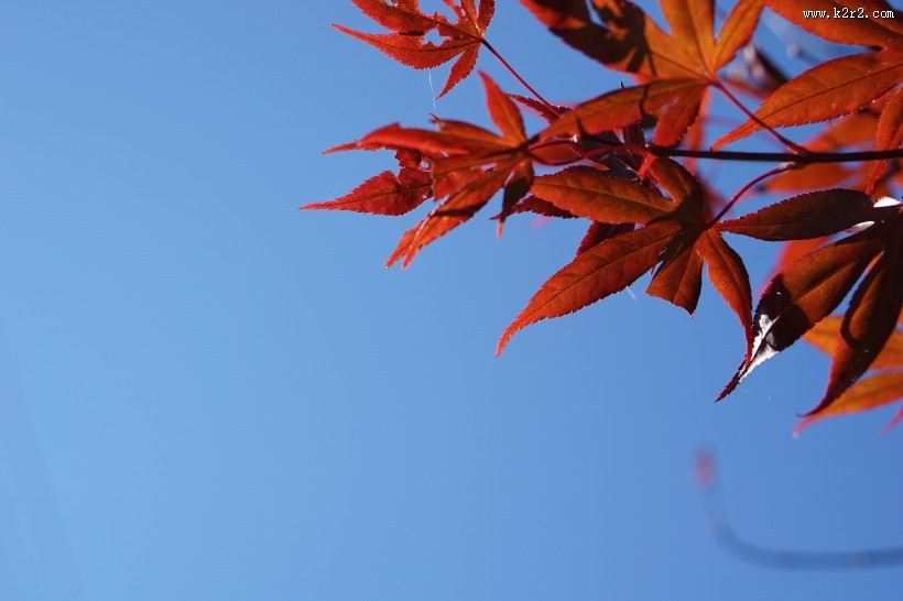 火红枫叶的图片