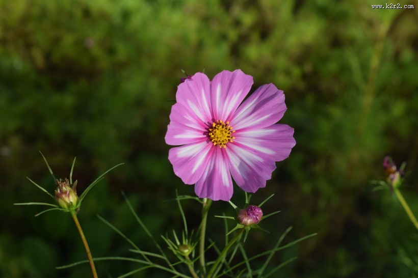 波斯菊特写图片