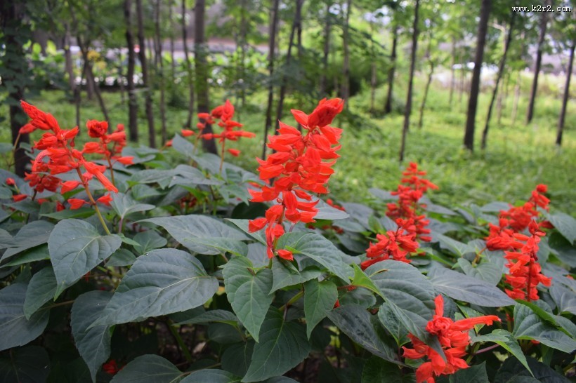 盛开的一串红图片