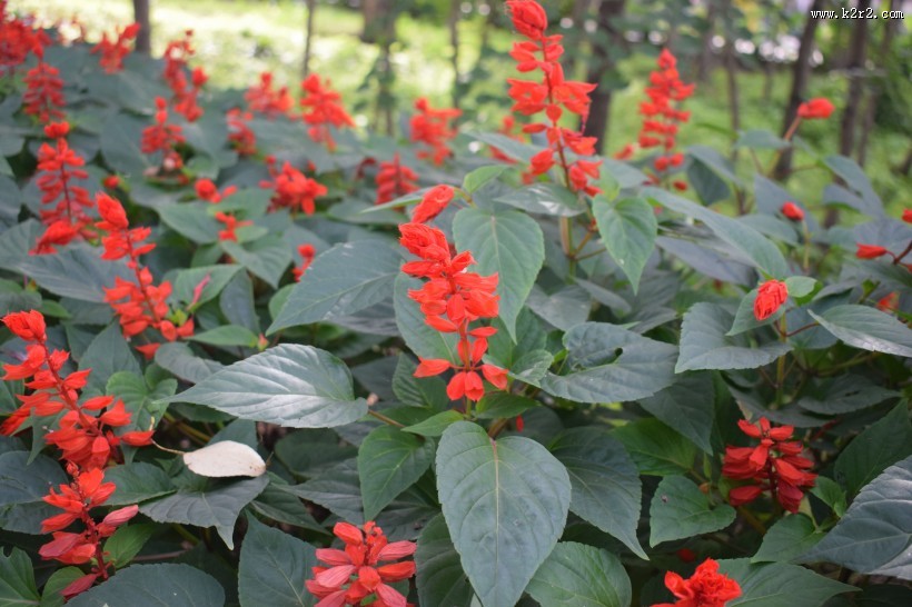 盛开的一串红图片