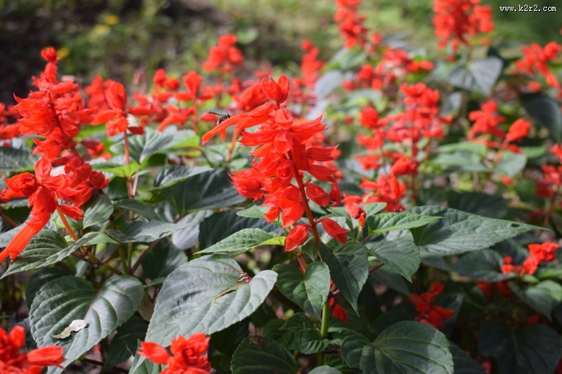 盛开的一串红图片