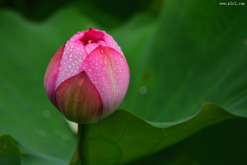 含苞待放的荷花图片