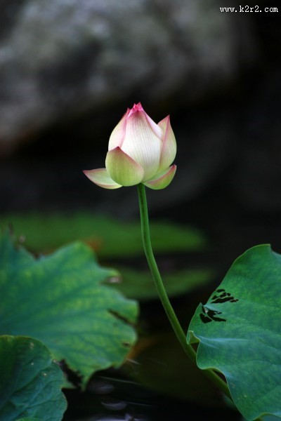 含苞待放的荷花图片