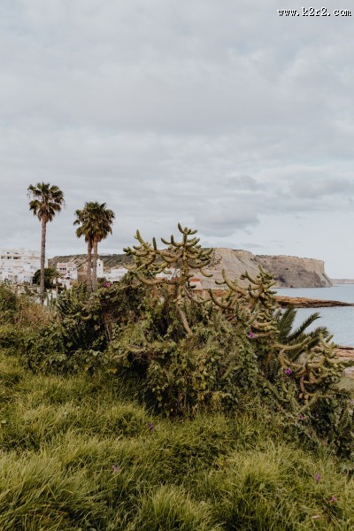 来自葡萄牙的植物图片