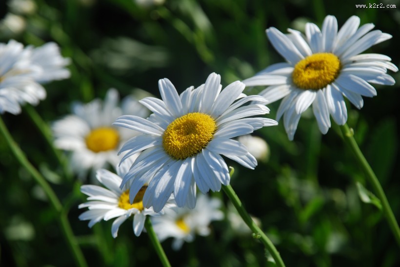 盛开的雏菊图片大全