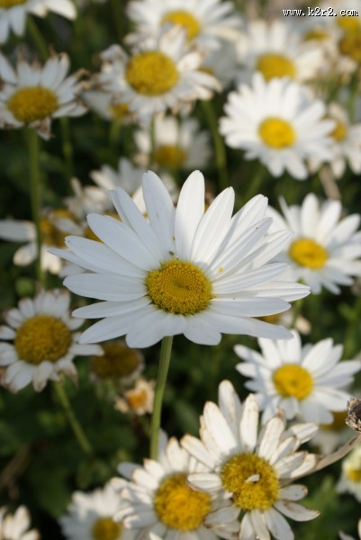 盛开的雏菊图片大全