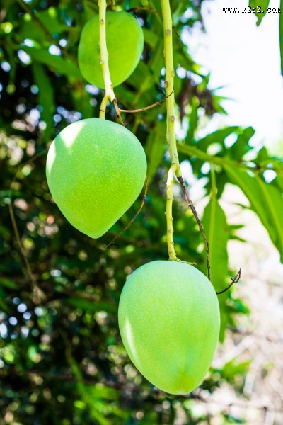 树枝上未成熟的芒果图片大全