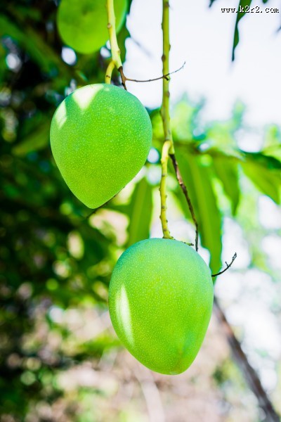 树枝上未成熟的芒果图片大全