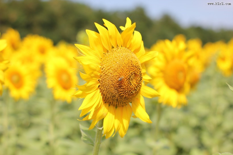 金灿灿的向日葵图片