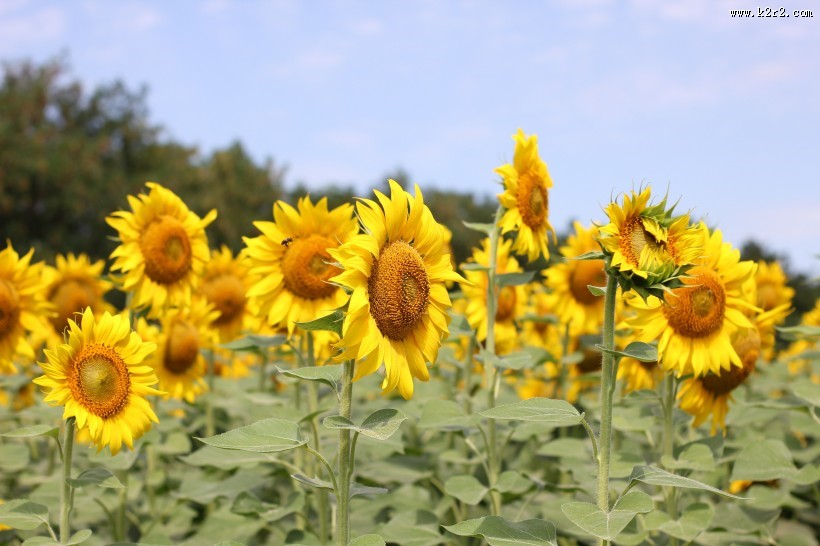 金灿灿的向日葵图片