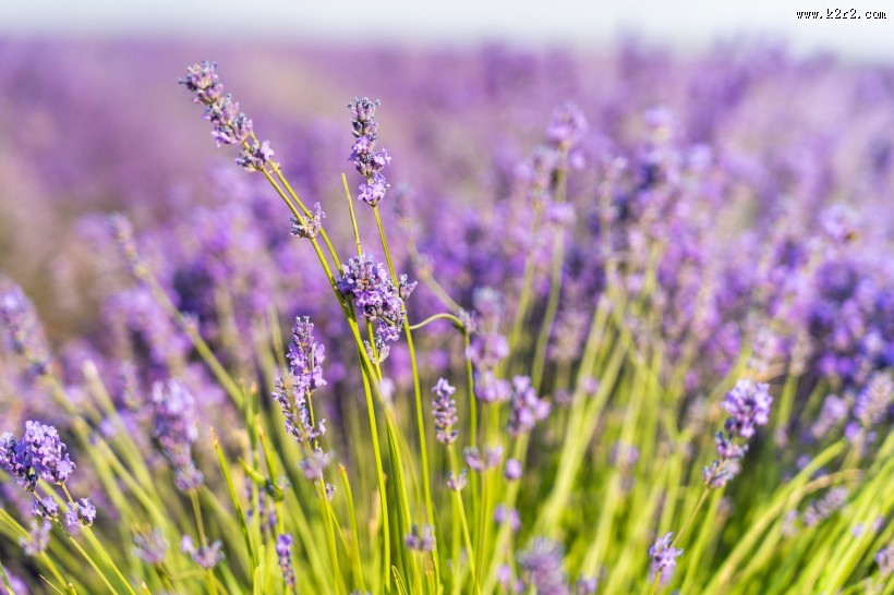 美丽的薰衣草花田图片