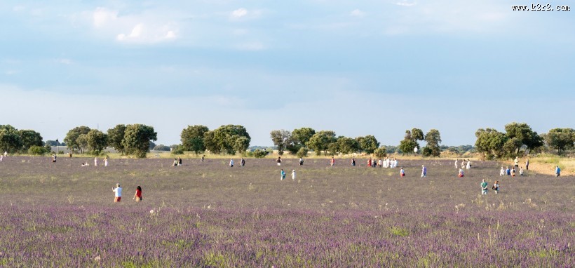 美丽的薰衣草花田图片