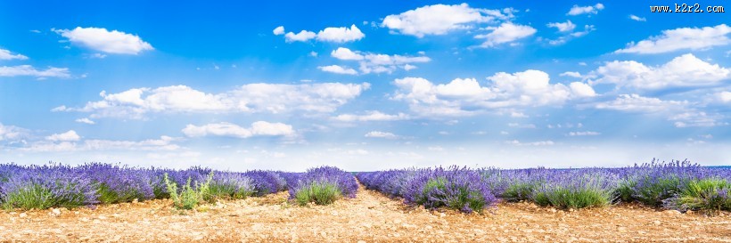 美丽的薰衣草花田图片