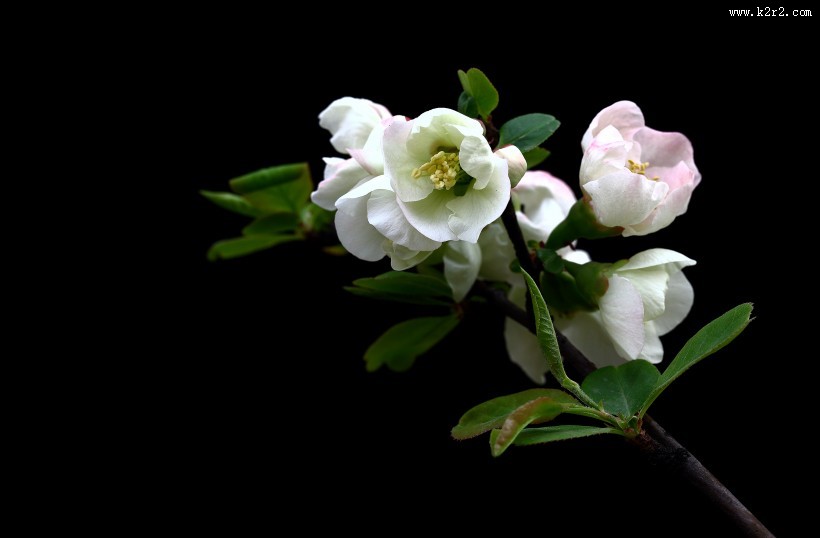 高雅的海棠花图片大全