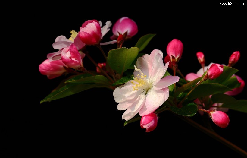 高雅的海棠花图片大全